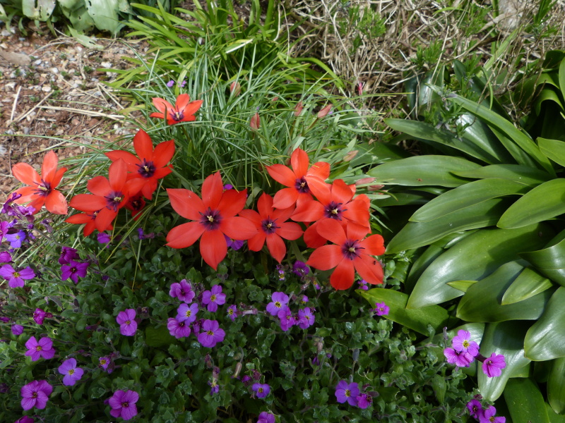 Tulipa whittallii 1.JPG