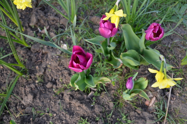 Tulips 008-002.JPG