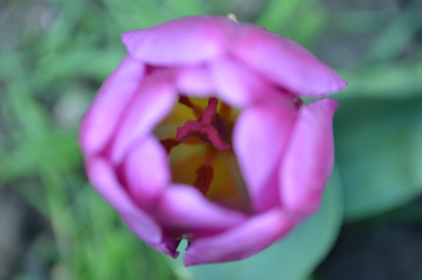 Tulips 019-001.JPG