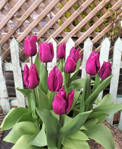 Tulips.JPG