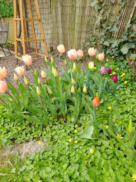 Tulips1.jpg