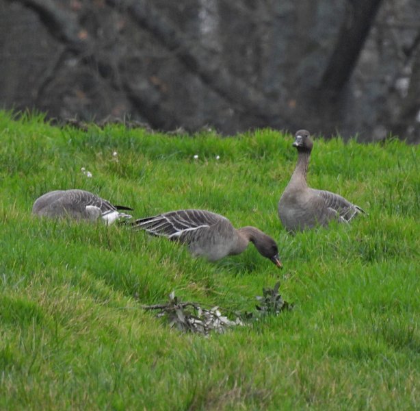 Tundra Bean Geese - Upton CP (11).JPG