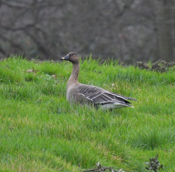 Tundra Bean Goose - Upton CP (1).JPG