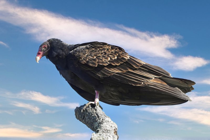 Turkey  Vulture.jpg