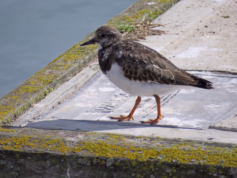 Turnstone1.JPG