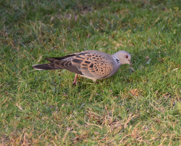 Turtle Dove 3 (1024x829).jpg
