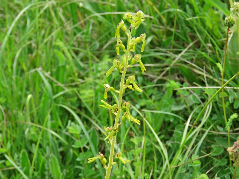 Twayblade 1.JPG
