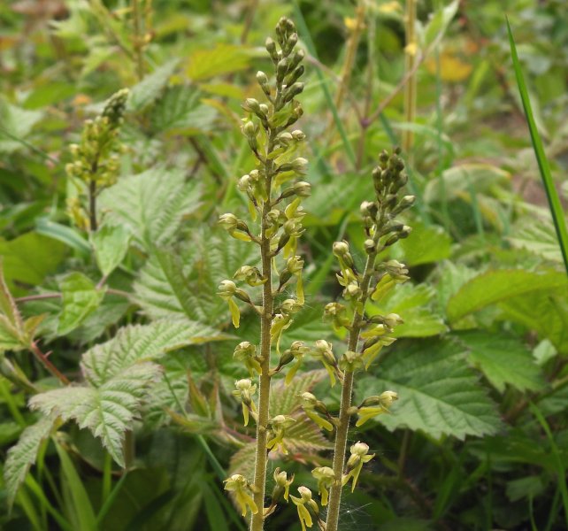 Twayblade 4.JPG