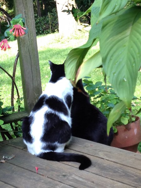 Two buddies forever..jpg