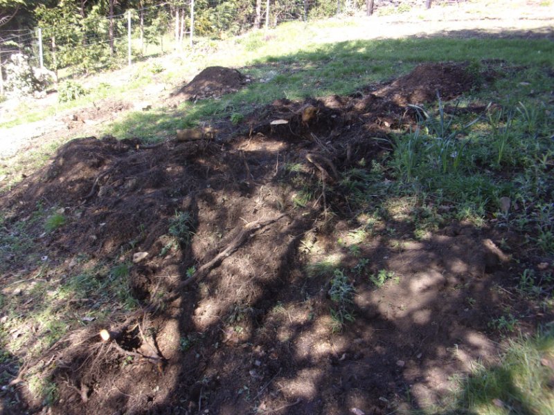 Two stumps out_0004.JPG