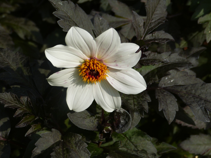 Twyings Afrter Eight.JPG