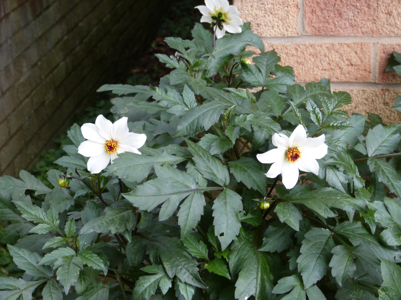 Twynings After Eight.JPG