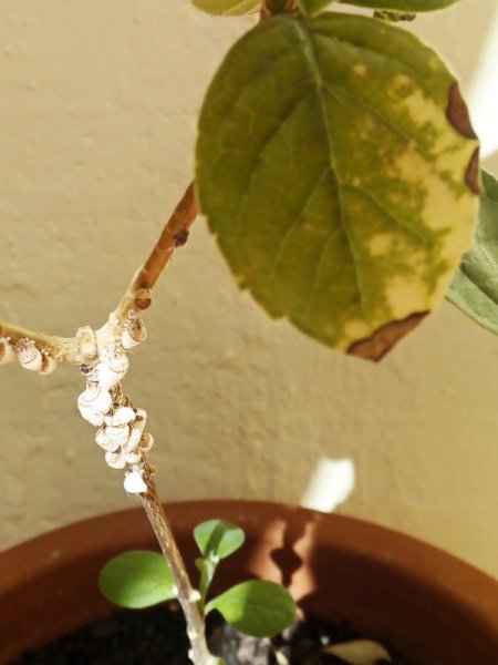 Ugandense disease.jpg