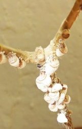 Ugandense disease.jpg