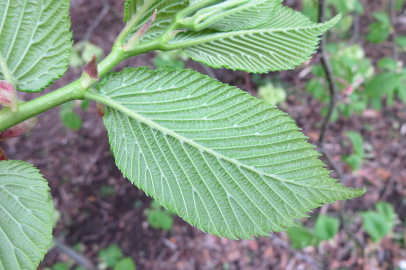 ULMUS  GLABRA  CAMPERDOWNII 11-05-2015 14-07-40.JPG