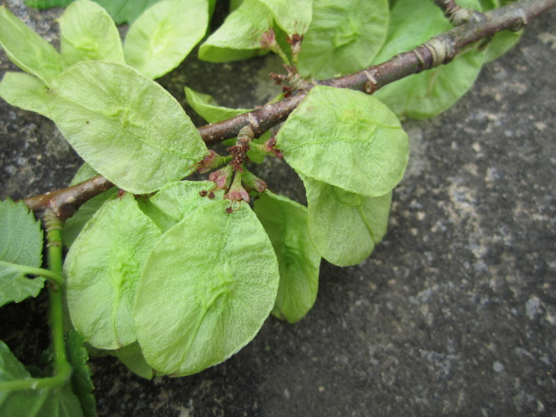 ULMUS  PROCERA 15-05-2010 11-36-31.JPG