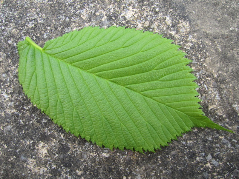 ULMUS  PROCERA 15-05-2010 11-36-59.JPG