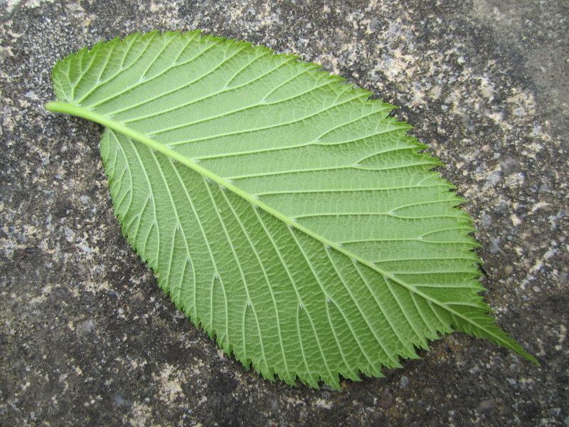 ULMUS  PROCERA 15-05-2010 11-37-12.JPG
