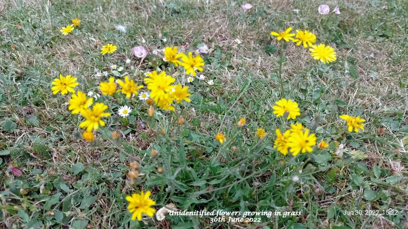Unidenitified flower growing in grass 30th June 2022.jpg