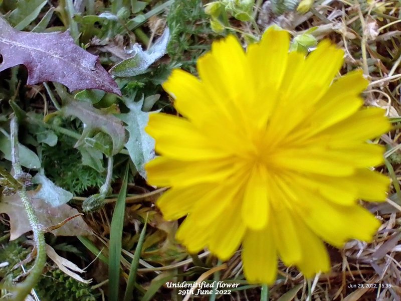 Unidenitified flower (Yellow) 29th June 2022.jpg