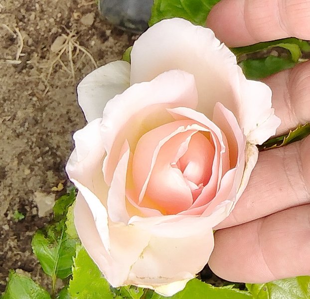 Unidentified rose 28-6-22.jpg