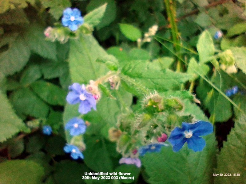 Unidentified wild flower 30th May 2023 003 (Macro).jpg