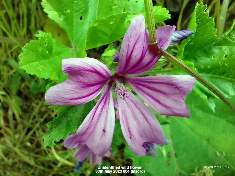 Unidentified wild flower 30th May 2023 004 (Macro).jpg