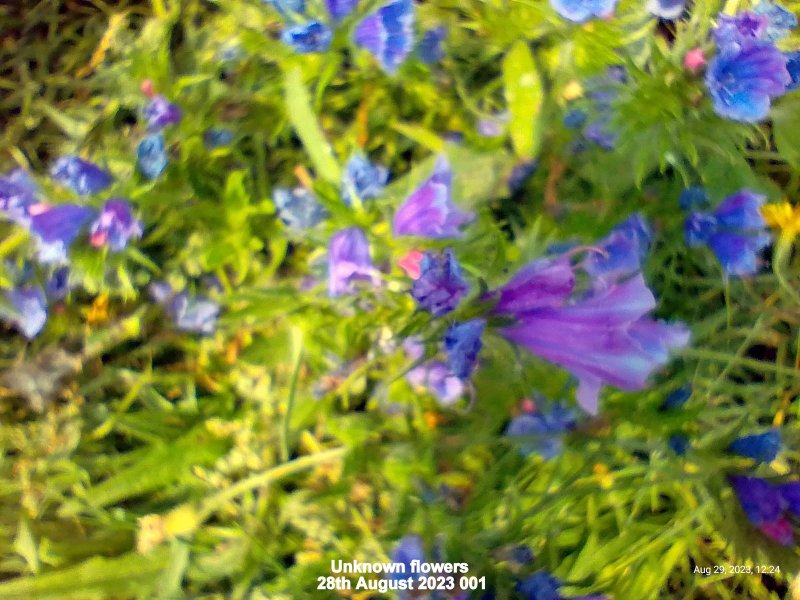 Unknown flowers 28th August 2023 001.jpg