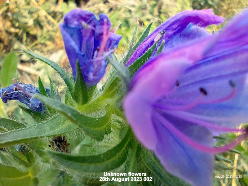 Unknown flowers 28th August 2023 002.jpg