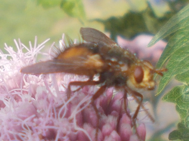 Unknown Hoverfly.JPG