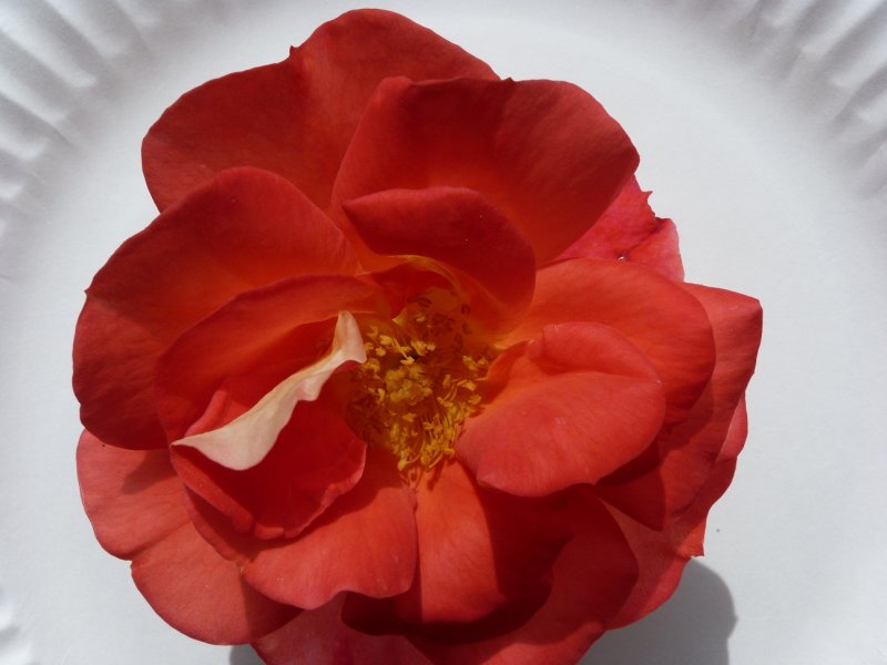 Unknown rose 29 August 2012 001.JPG