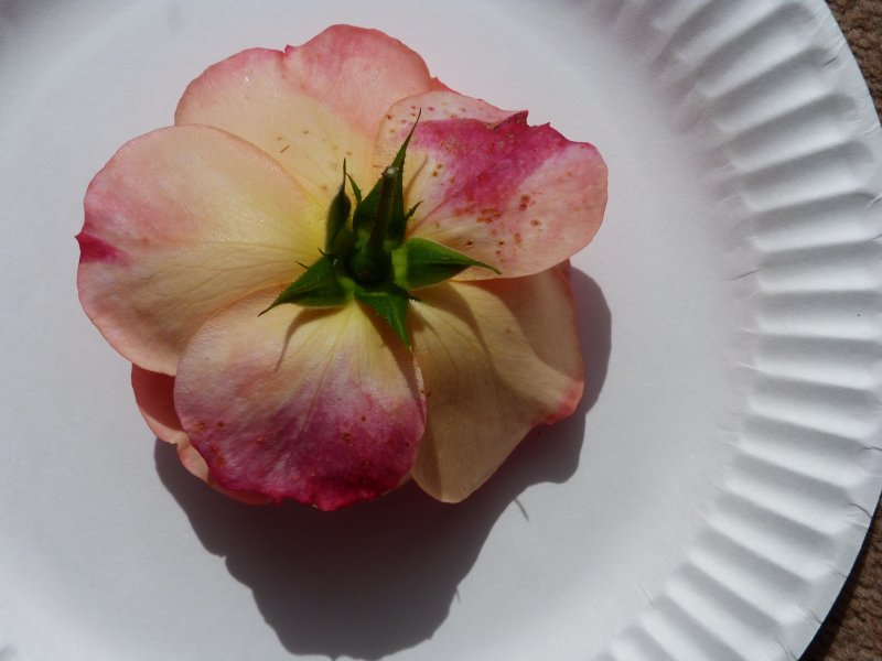 Unknown rose 29 August 2012 002.JPG