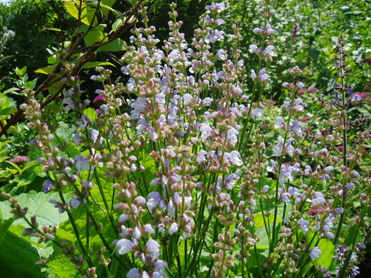 unknown salvia barrelliara.jpg