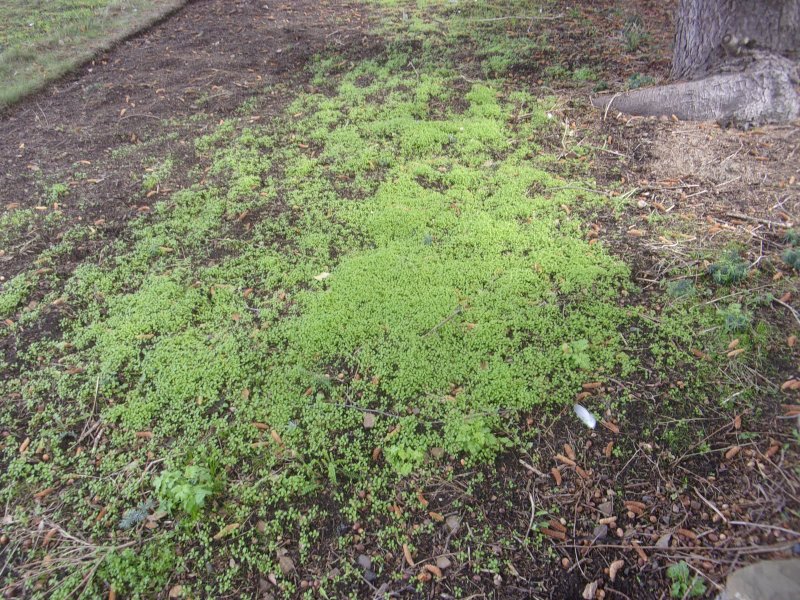 Unwanted plants_479.JPG