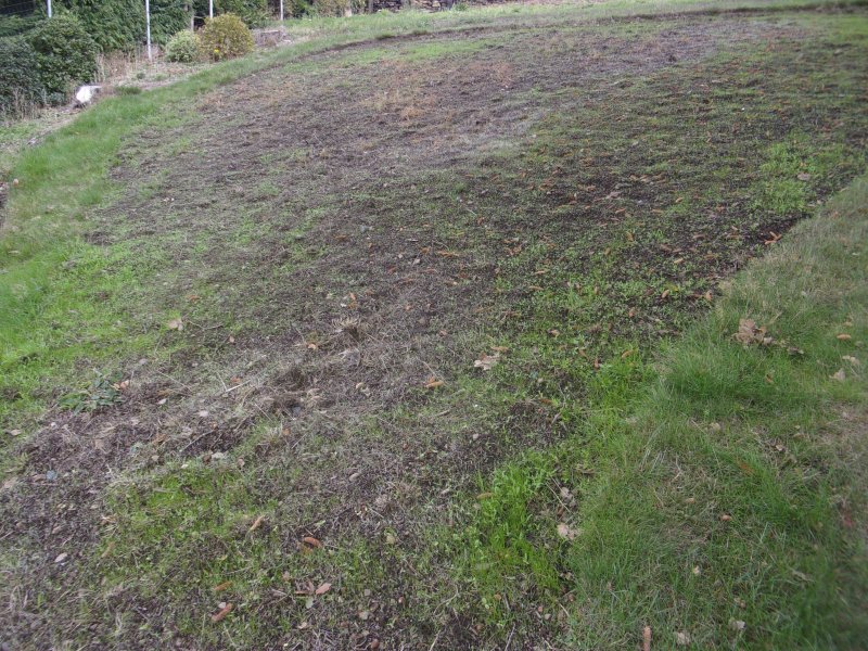 Unwanted plants_480.JPG