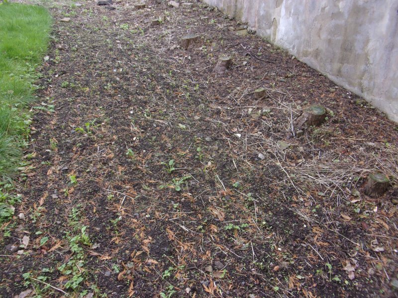 Unwanted plants_481.JPG