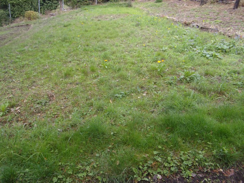 Unwanted plants_482.JPG