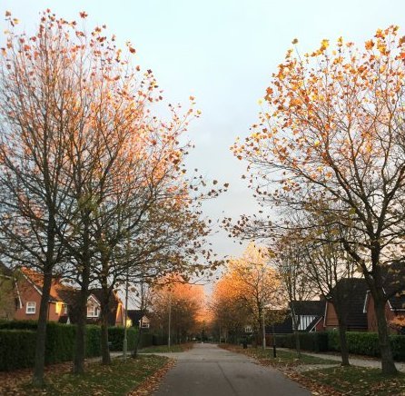 upload_2021-11-16_4-33-13 (1).jpg