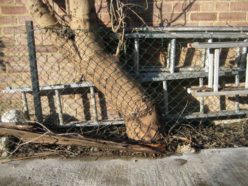 Killing a tree with glyphosate Page 3 Gardeners Corner The