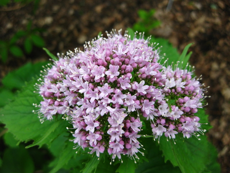 VALERIANA  PYRENAICA 07-05-2009 15-46-23.JPG