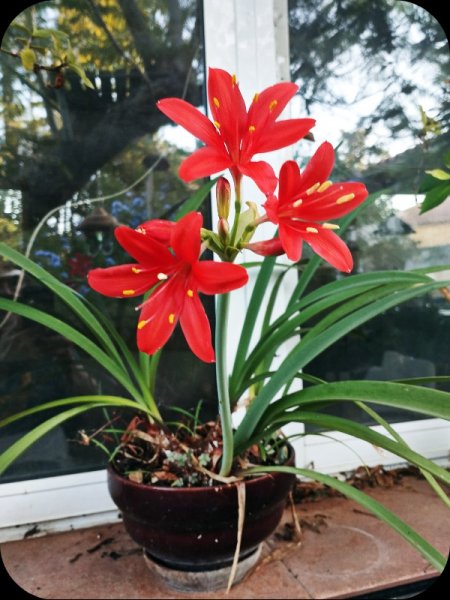 Vallota1 9 Aug 25.jpg