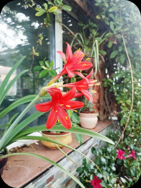 Vallota2 9 Aug 25.jpg