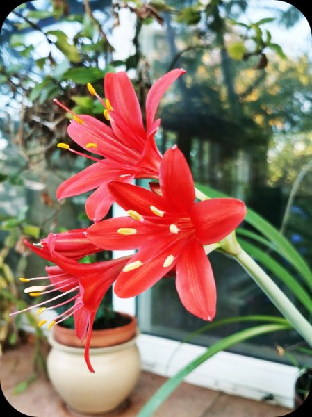 Vallota4 9 Aug 25.jpg