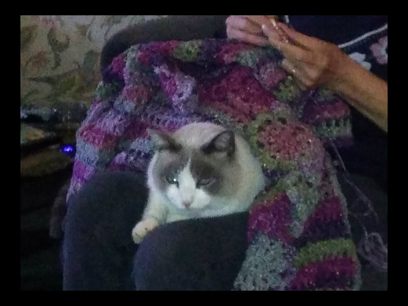 Van &  Afghan Jan 17.jpg