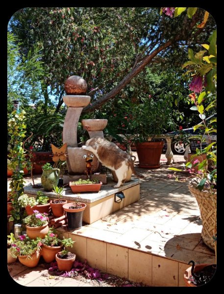 Van drinking Toby 27 May 22(1).jpg