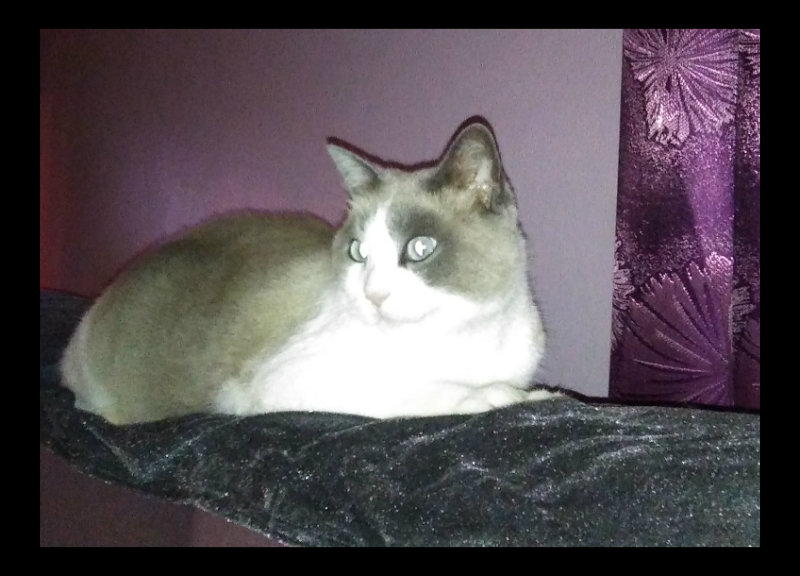 Van Eyes7 Jan 17.jpg