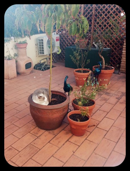 Van in Avocado Pot 8 Oct 22.jpg