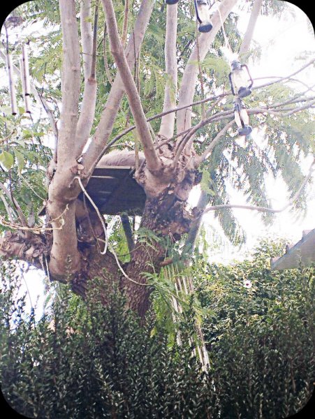 Van in his Tree House Nov 25(1).jpg