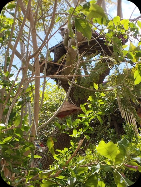 Van in Jak 16 Apr 25.jpg