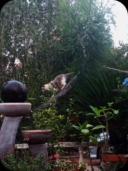 Van in Malaleuca2 19 Sep 24.jpg